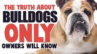 The TRUTH About Owning an English Bulldog