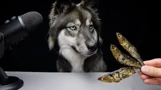 ASMR Dog Reviews Her First Time Trying Anchovies!