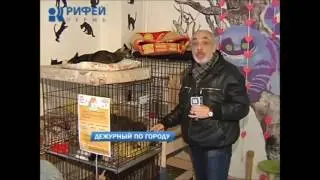 Благотворительный фестиваль Котофест - Бездомные кошки на радость людям