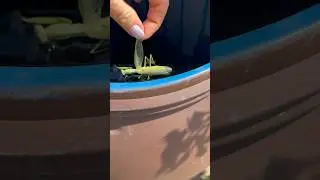 Прошел небольшой Ливень после 45 дней засухи…1 августа 2024