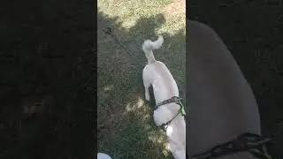 Mi perris de mis hermanas