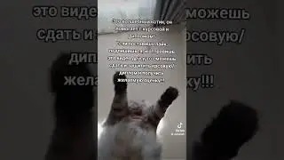 #котики #кот #учеба #экзамен #удача #животные #рекомендации #рек #втоп