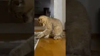 play with me #cat #cockroach