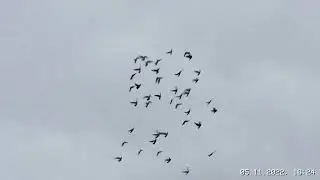 Кто это,сапсан или голубь?
