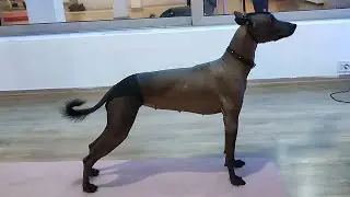 Xolo puppy Astra getting ready for the upcoming dog shows