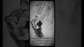 💔 #recommended #мем #собака #trending #мемчик #топ #dog #собакаест