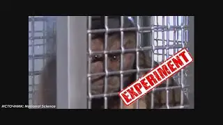 Эксперимент обезьяны огурец виноград