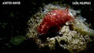 Vellicolla muscaria | Project Nudibranch