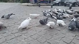‎@-earth.plants-animals  Columba livia,wild pigeons/rock doves,pëllumbat e shkëmbit🕊(3)