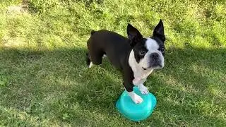 Domin Temppukokoelma #8 || Domi's Tricks Collection