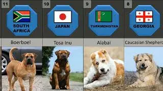 20 Dog Breeds who Defeat Rottweiler