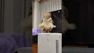 Если бы Мэрилин Монро родилась совой