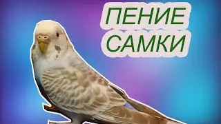 КРАСИВОЕ ПЕНИЕ САМКИ ВОЛНИСТОГО ПОПУГАЯ. Как чирикает самка попугая?! 
