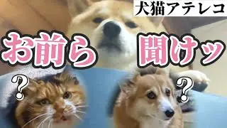 [Dog and cat voiceover] It looks like a Shiba Inu is preaching to a cat and a Corgi