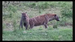 Hyena Mating