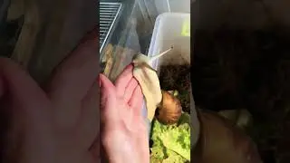 УЛИТКА КУСАЕТСЯ 🐌