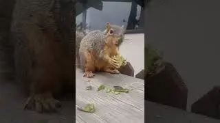 Avocado and a Squirrel.