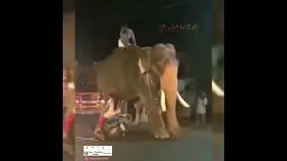 Elephant comedy 🤣 #shorts #trending #awesome #funnydriving #funnyvideo #vadivelu #funnymoments #cute