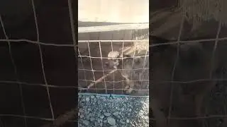 uz kangal