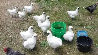 Crazy household!A quick look at the crazy life I lead with my animals