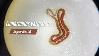 Lumbriculus varigateus aka. The California Blackworm Regeneration Lab || UofM