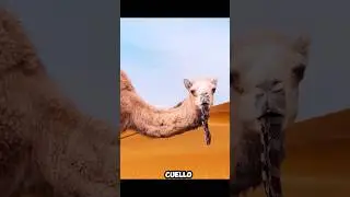 ¿Por qué los camellos se alimentan de serpientes? Hechos no contados 
