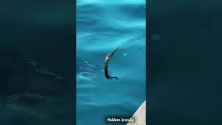 underwater bird poking turtle