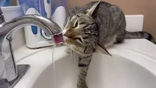 Мимишный Миша 😼