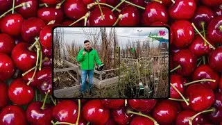 Srdcom záhradník - Výsadbový rez čerešne