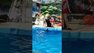 Разговор морского льва