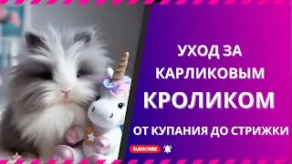 Полный уход за карликовым кроликом: От купания до стрижки | Говорящий питомец