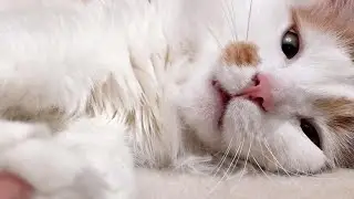 Cat Luchik, Paws and Mirror!
