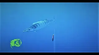YO- ZURI BONITA trolling for Wahoo underwater footage Waterwolf, yozuri