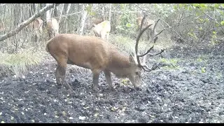 Олени возле пересохшей лужи в период гона