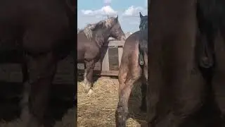 Stallion can't handle the mare ।  Managing Mixed Gender Herds