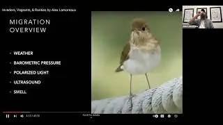Invaders, Vagrants, and Rarities by Alex Lamoreaux, Wildside Nature Tours