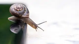 Cute Snail 🐌 Mind Relaxation Video @funnyanimals_officialyt