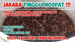 JAKABA TINGGI PHOSPAT | PERKUAT PERAKARAN DAN BATANG DENGAN INI!!!