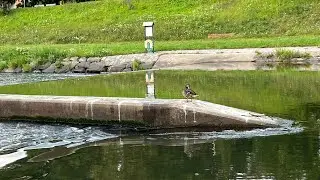 Beauty of Wild Ducks on Ostravice River (4K) natural view video/