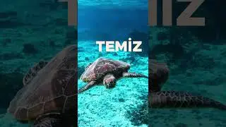 Dünya Temiz Nefes Günü Kutlu Olsun!