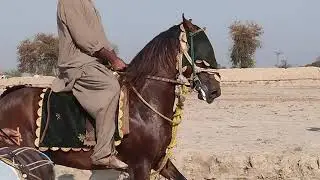 Multani Tora MITRO HORS Ustad Muhammad Rafeeq