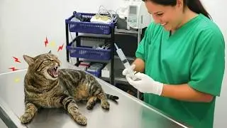 When Brave Cats Suddenly Realize They're at the Vet 😂 Funny Cat Videos 2026