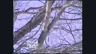 ˢⁿᵒʷ