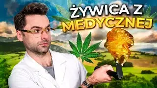 Czystość i moc: Dlaczego rosin z medycznej marihuany podbija rynek?  [PL/ENG]