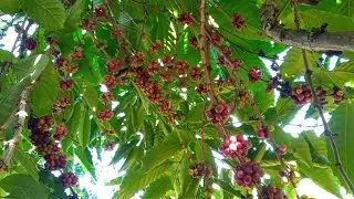 mus de cafe nawb  |  ABC hmoob