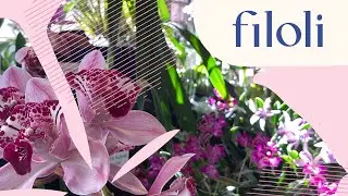 Plants for an Auspicious New Year!