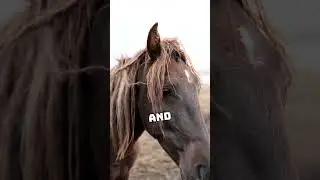 Did You Know Horses Can Read Our Facial Expressions? 🤯🐎