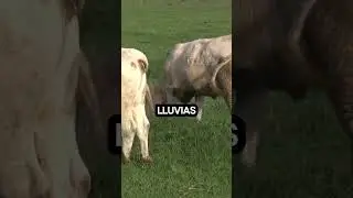 Mejora genética en ganado Charolais #shorts