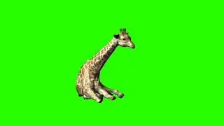 Giraffe 5