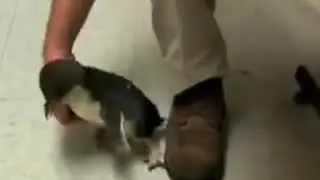When you caress the Penguin's belly, it makes a dog sound!